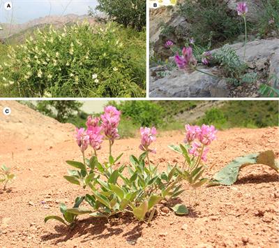 First comparative analysis of complete chloroplast genomes among six Hedysarum (Fabaceae) species